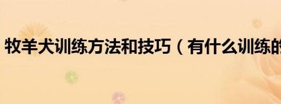 牧羊犬训练方法和技巧（有什么训练的方法）