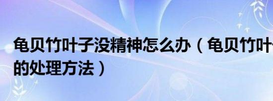 龟贝竹叶子没精神怎么办（龟贝竹叶子没精神的处理方法）