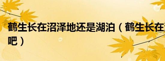 鹤生长在沼泽地还是湖泊（鹤生长在沼泽地对吧）