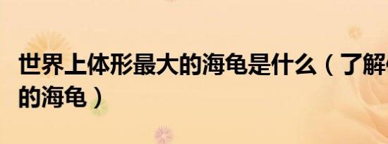 世界上体形最大的海龟是什么（了解体型最大的海龟）
