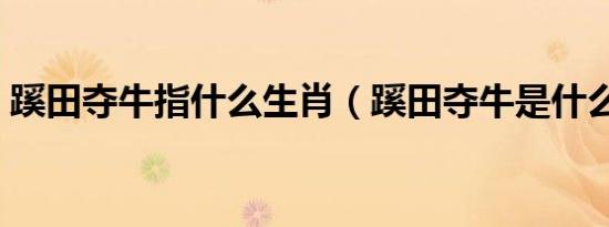 蹊田夺牛指什么生肖（蹊田夺牛是什么生肖）