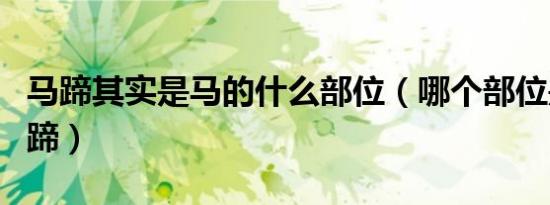 马蹄其实是马的什么部位（哪个部位是马的马蹄）