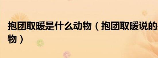 抱团取暖是什么动物（抱团取暖说的是哪种动物）