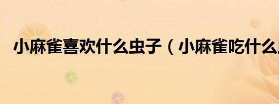小麻雀喜欢什么虫子（小麻雀吃什么虫子）