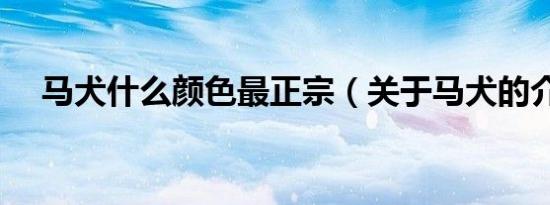 马犬什么颜色最正宗（关于马犬的介绍）