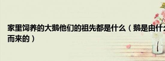 家里饲养的大鹅他们的祖先都是什么（鹅是由什么动物进化而来的）