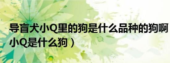 导盲犬小Q里的狗是什么品种的狗啊（导盲犬小Q是什么狗）