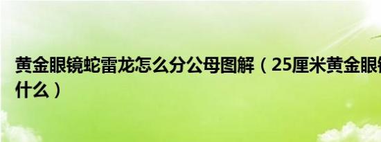 黄金眼镜蛇雷龙怎么分公母图解（25厘米黄金眼镜蛇雷龙吃什么）