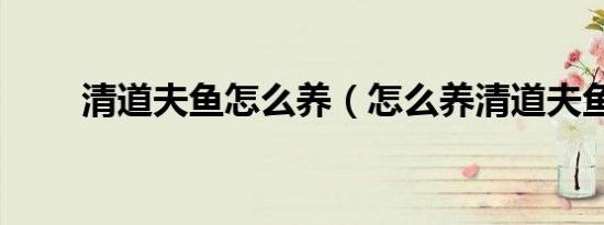 清道夫鱼怎么养（怎么养清道夫鱼）