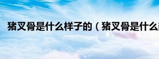 猪叉骨是什么样子的（猪叉骨是什么部位）