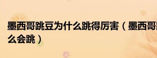 墨西哥跳豆为什么跳得厉害（墨西哥跳豆为什么会跳）