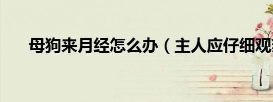 母狗来月经怎么办（主人应仔细观察）