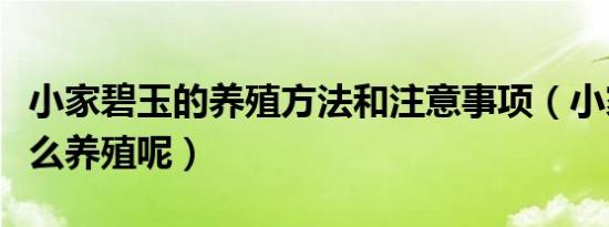 小家碧玉的养殖方法和注意事项（小家碧玉怎么养殖呢）