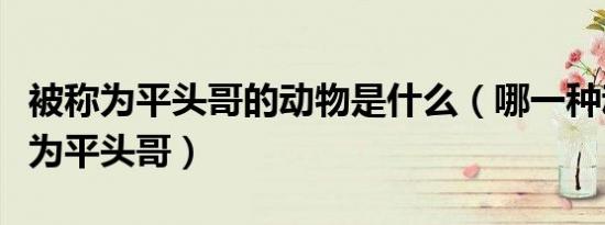 被称为平头哥的动物是什么（哪一种动物被称为平头哥）