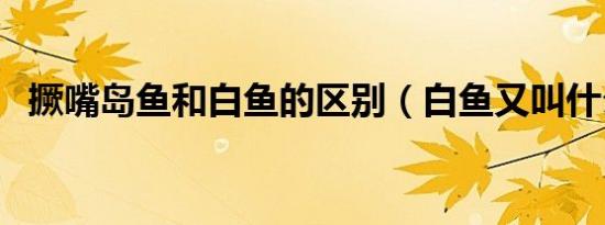 撅嘴岛鱼和白鱼的区别（白鱼又叫什么鱼）