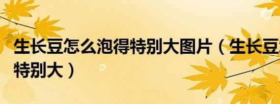 生长豆怎么泡得特别大图片（生长豆怎么泡的特别大）
