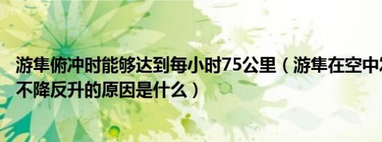 游隼俯冲时能够达到每小时75公里（游隼在空中发现猎物后不降反升的原因是什么）