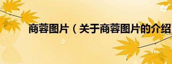 商蓉图片（关于商蓉图片的介绍）