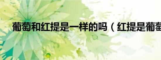 葡萄和红提是一样的吗（红提是葡萄吗）