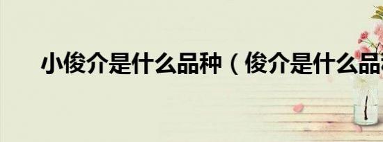 小俊介是什么品种（俊介是什么品种）