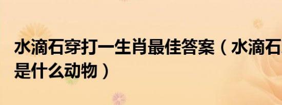 水滴石穿打一生肖最佳答案（水滴石穿的生肖是什么动物）
