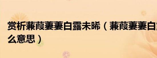 赏析蒹葭萋萋白露未晞（蒹葭萋萋白露未晞什么意思）