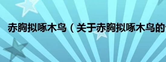 赤胸拟啄木鸟（关于赤胸拟啄木鸟的介绍）