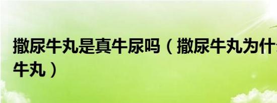 撒尿牛丸是真牛尿吗（撒尿牛丸为什么叫撒尿牛丸）