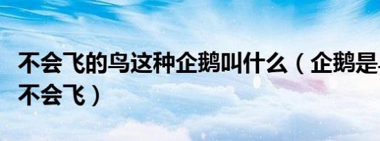 不会飞的鸟这种企鹅叫什么（企鹅是鸟为什么不会飞）