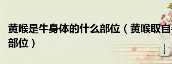 黄喉是牛身体的什么部位（黄喉取自牛的哪个部位）