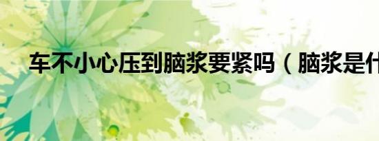 车不小心压到脑浆要紧吗（脑浆是什么）