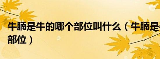 牛腩是牛的哪个部位叫什么（牛腩是牛的什么部位）