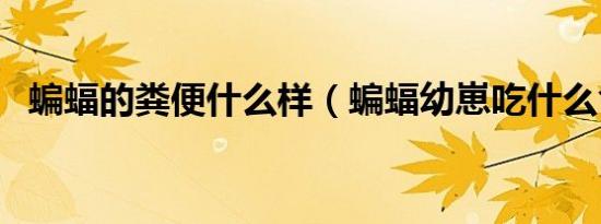 蝙蝠的粪便什么样（蝙蝠幼崽吃什么食物）